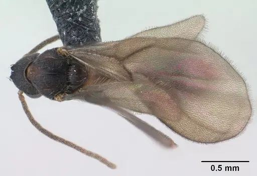 Strumigenys ampyx - CASENT0138590