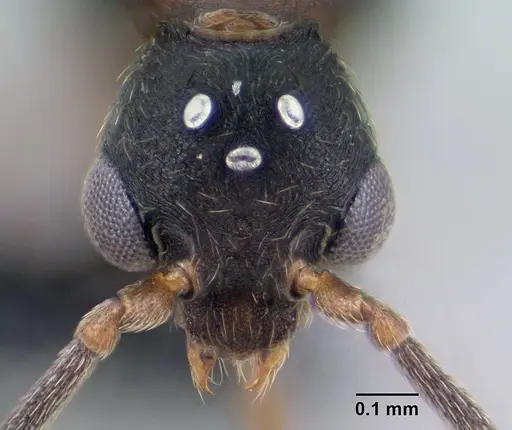 Strumigenys ampyx - CASENT0138590