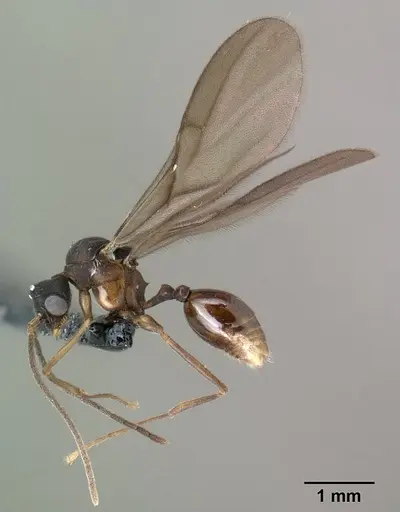 Strumigenys ampyx - CASENT0138590