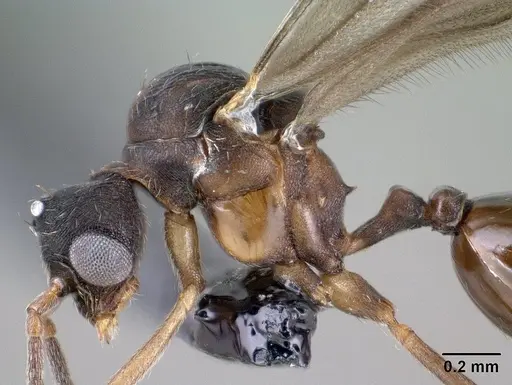 Strumigenys ampyx - CASENT0138590