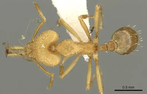 Strumigenys ampyx - CASENT0900696