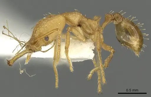 Strumigenys ampyx - CASENT0900696