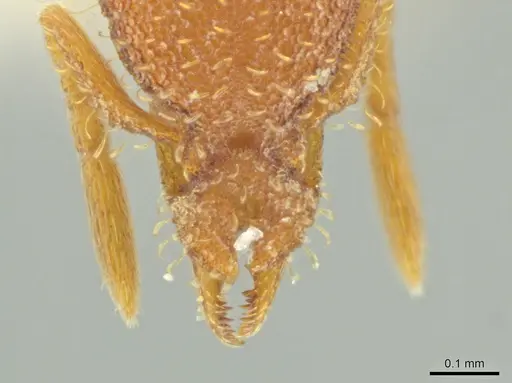 Strumigenys ananeotes specimen