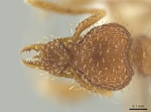 Strumigenys ananeotes - CASENT0645965