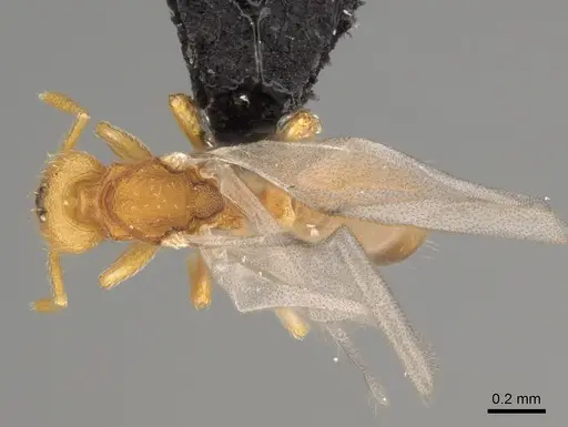 Strumigenys ananeotes - CASENT0799941