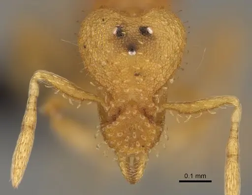 Strumigenys ananeotes - CASENT0799941