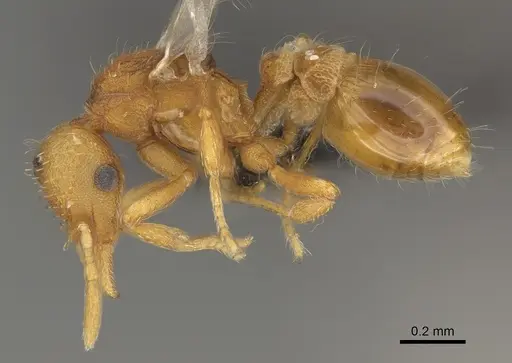 Strumigenys ananeotes - CASENT0799941