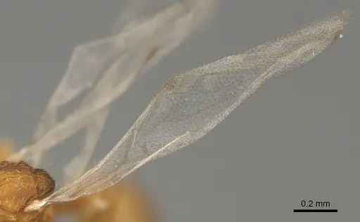 Strumigenys ananeotes - CASENT0799941