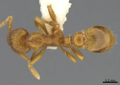 Strumigenys anarta specimen