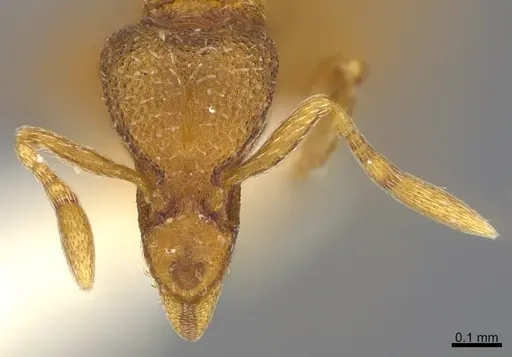 Strumigenys anarta specimen