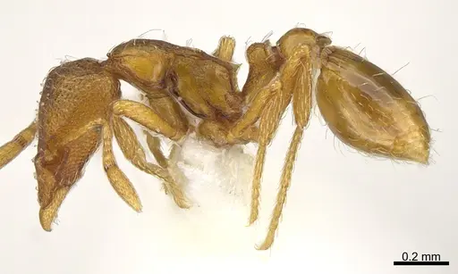 Strumigenys anarta specimen