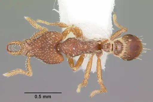 Strumigenys anchiplex specimen
