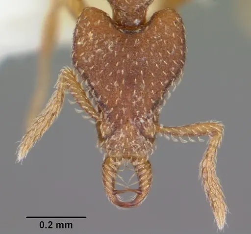 Strumigenys anchiplex specimen