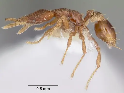 Strumigenys anchiplex specimen