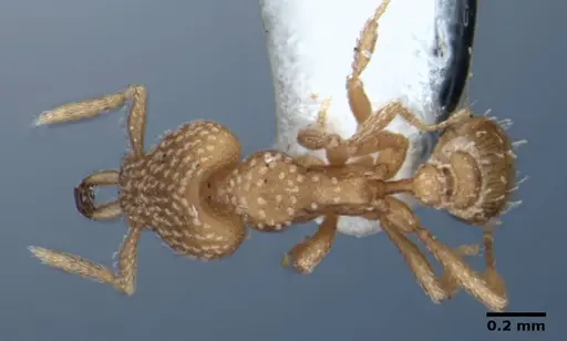 Strumigenys anchis specimen