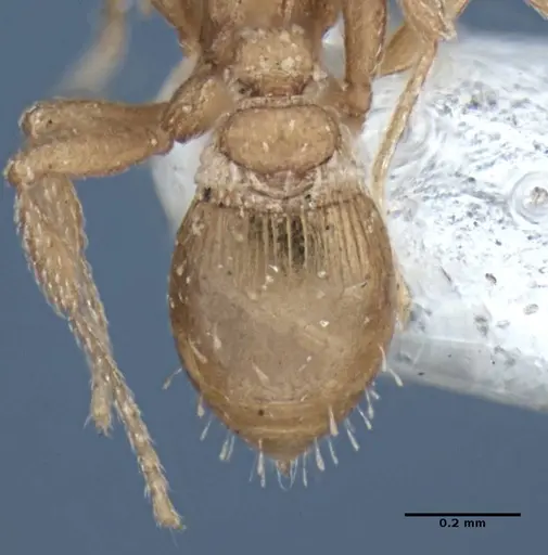 Strumigenys anchis specimen