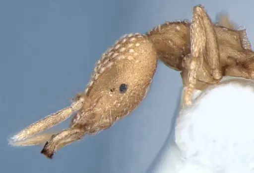 Strumigenys anchis - ANIC32-002188