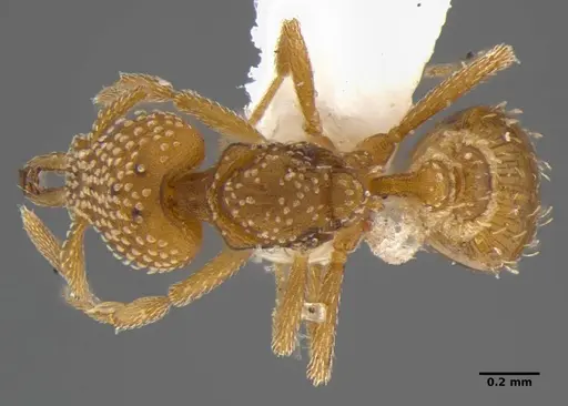 Strumigenys anchis - ANTWEB1032121