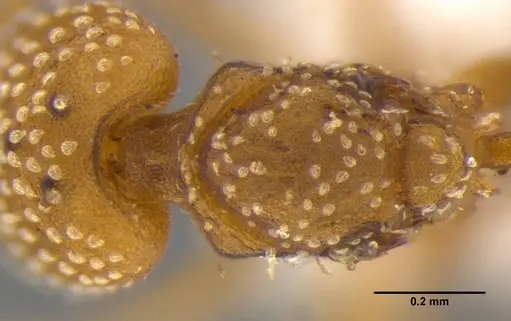 Strumigenys anchis - ANTWEB1032121