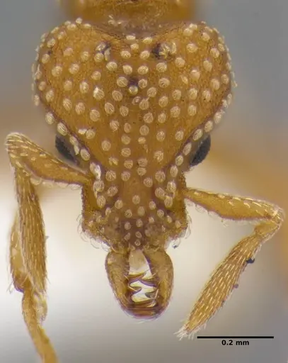 Strumigenys anchis - ANTWEB1032121