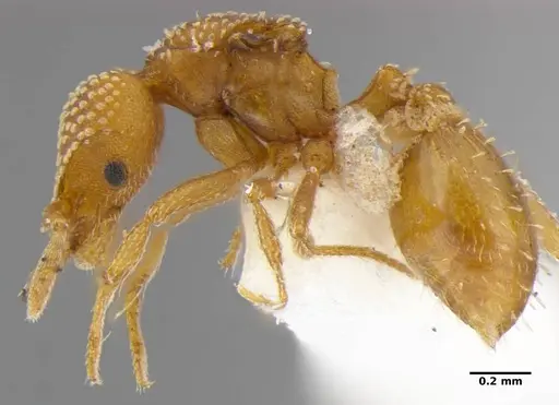 Strumigenys anchis - ANTWEB1032121