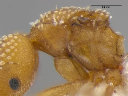 Strumigenys anchis - ANTWEB1032121