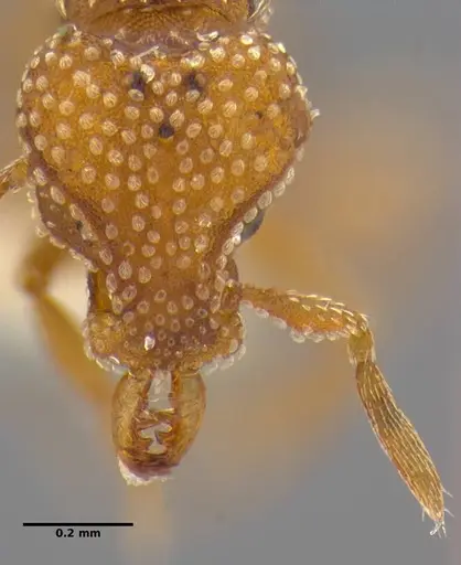 Strumigenys anchis - ANTWEB1032125