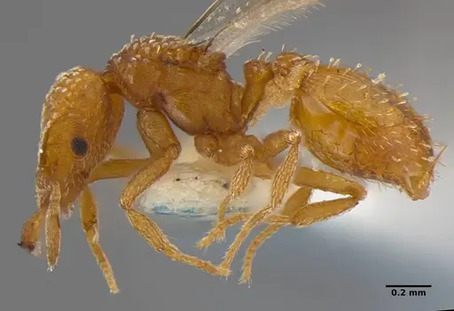 Strumigenys anchis - ANTWEB1032125