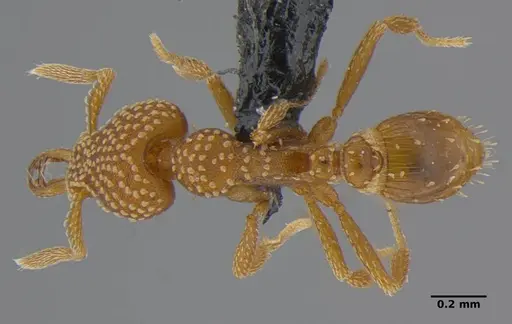 Strumigenys anchis - ANTWEB1032143