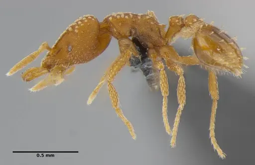 Strumigenys anchis - ANTWEB1032143