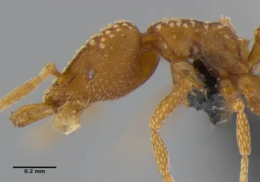 Strumigenys anchis - ANTWEB1032143