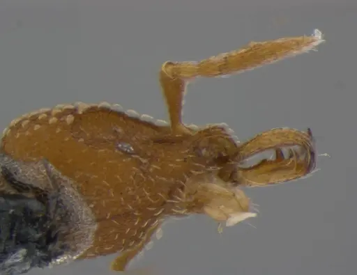 Strumigenys anchis - ANTWEB1032145