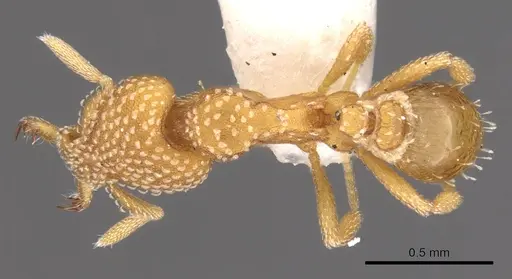 Strumigenys anchis - CASENT0900916