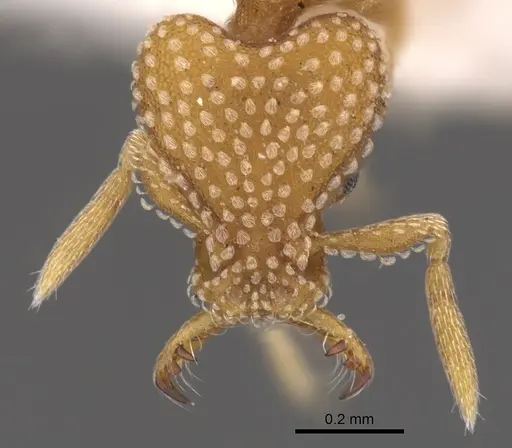 Strumigenys anchis - CASENT0900916