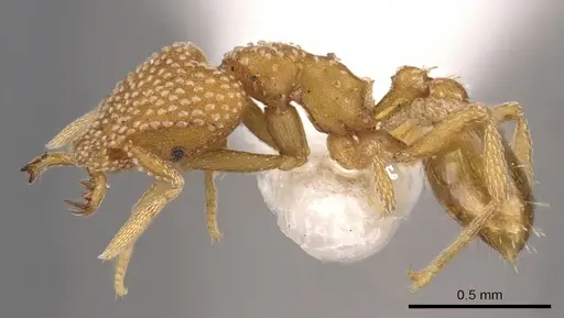 Strumigenys anchis - CASENT0900916