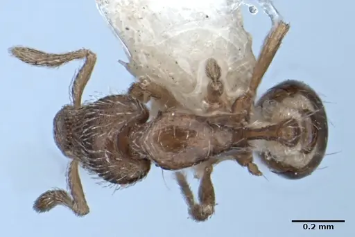 Strumigenys anderseni specimen