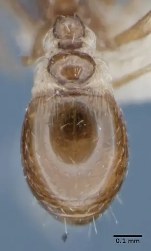 Strumigenys anderseni specimen