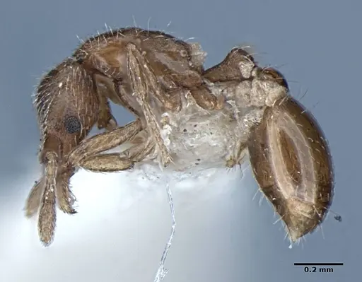 Strumigenys anderseni - ANIC32-002097