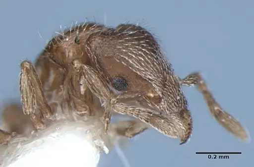 Strumigenys anderseni - ANIC32-002097