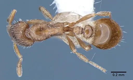 Strumigenys anderseni - ANIC32-043305