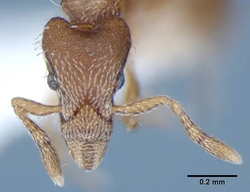 Strumigenys anderseni - ANIC32-043305