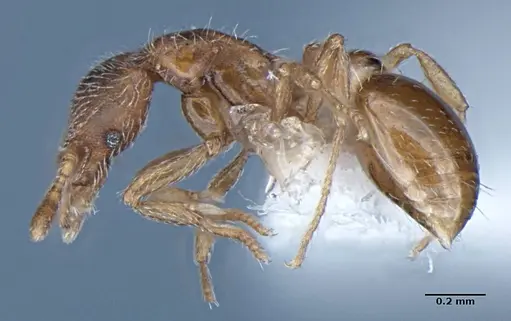 Strumigenys anderseni - ANIC32-043305