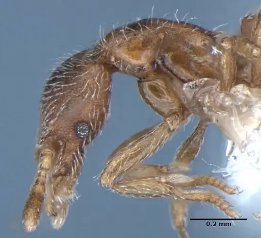 Strumigenys anderseni - ANIC32-043305