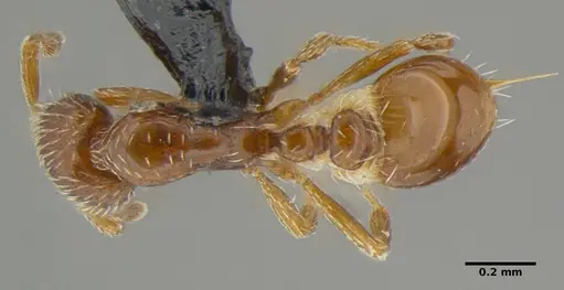 Strumigenys anderseni - ANTWEB1032151
