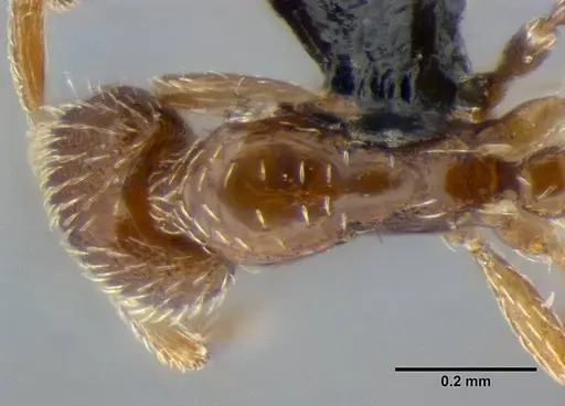Strumigenys anderseni - ANTWEB1032151