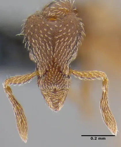 Strumigenys anderseni - ANTWEB1032151