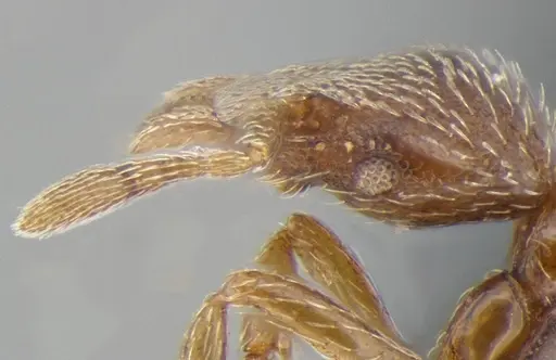 Strumigenys anderseni - ANTWEB1032151