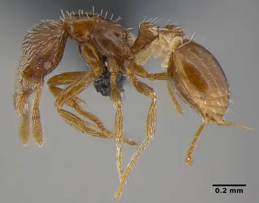 Strumigenys anderseni - ANTWEB1032151