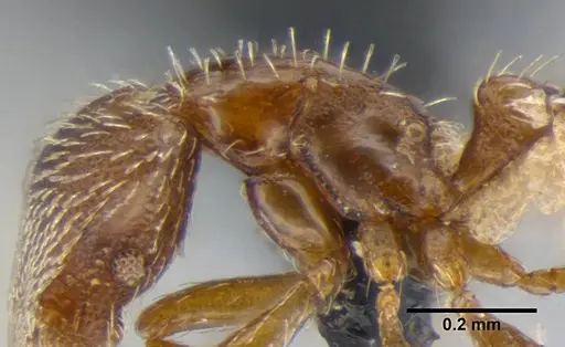 Strumigenys anderseni - ANTWEB1032151