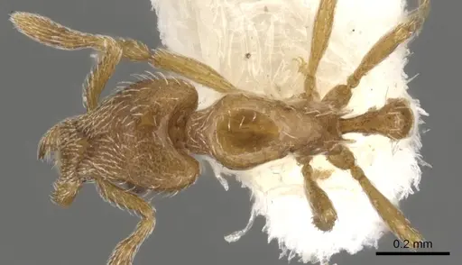 Strumigenys anderseni - CASENT0900161